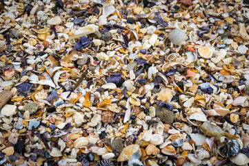 Seashells background. Many sea shells on a beach summer background