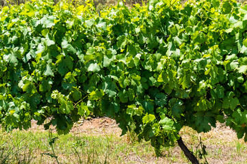 Fototapeta na wymiar Australian vineyard farm