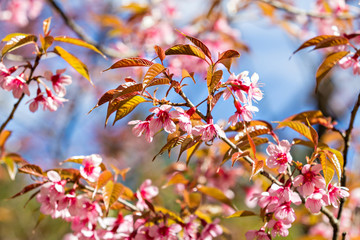 Thai sakura or Cherry blossom in Chiang mai, Thailand