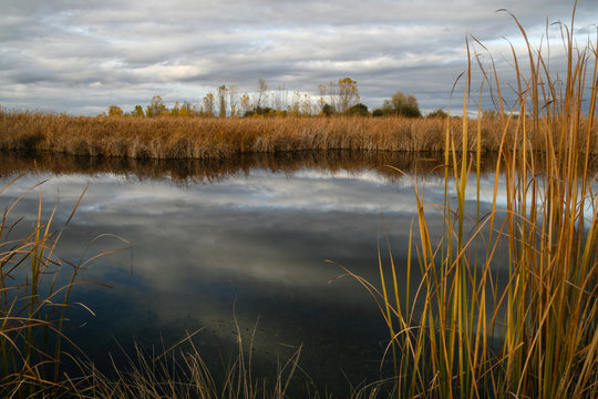 Laguna con espadañas en otoño.