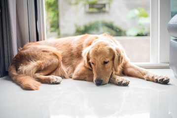 Golden retriever dog