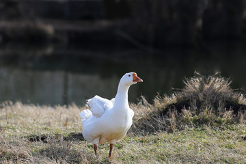 Goose executes their own functions of the guard