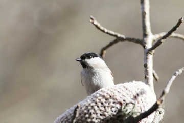Small birdie, which sits for feeding trough and observes