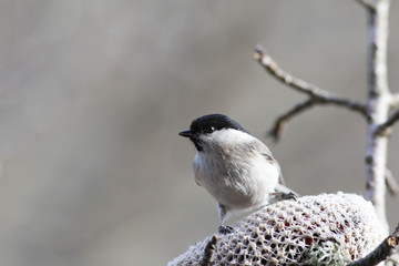  Birdie sits on feeding trough and examines terrain