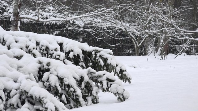 Yew tree branches and snow fall in Christmas park. Static shot. 4K
