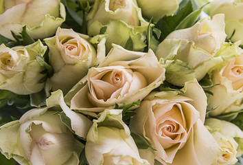 bouquet of roses close up