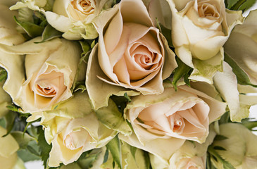 white roses close up detail