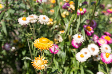 straw flower in the field