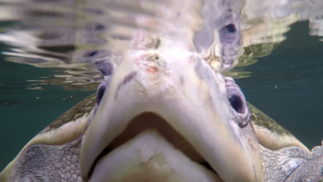 Sea turtle head look in camera