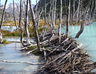  beaver dam in a deep blue lake