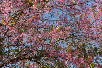 flower of wild himalayan cherry tree