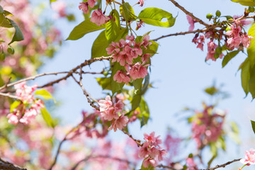 flower of wild himalayan cherry tree