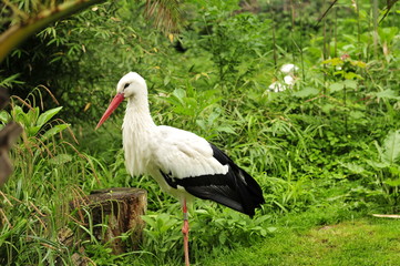 Storch im Grünen