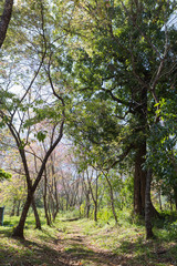 Fototapeta premium forest on the hill