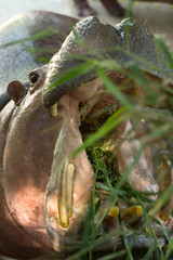 Hippo open his mouth