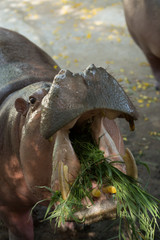 Fototapeta na wymiar Hippo open his mouth