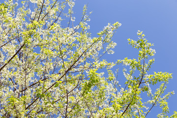 flower of wild himalayan cherry tree