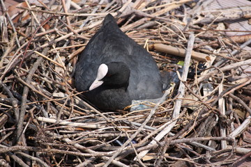 indian coot in the nest 