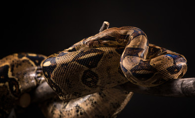 Snake on black background