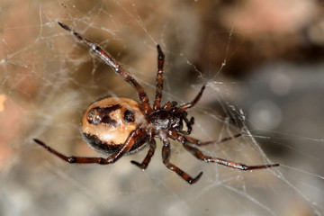 Steatoda bipunctata female showing epigyne. A female spider in the family Theridiidae, showing female reproductive opening important to identification
