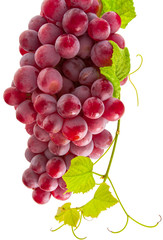 raisin rosé sur fond blanc