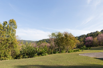 lawn yard in the park