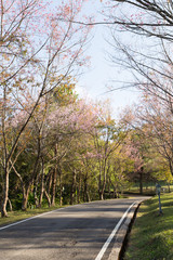 Fototapeta premium flower of wild himalayan cherry tree