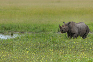 Obraz premium rhino
