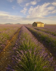 Plakat House in a lavender field, Plateau de Valensole, Provence, France