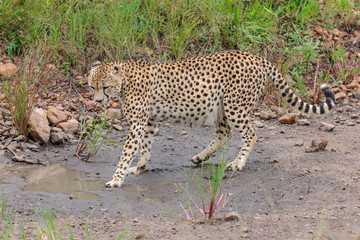 cheetah © Herbert