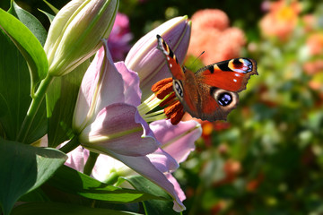 Schmetterling 188