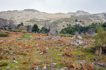 Fototapeta na wymiar Sierra de Gredos. Avila