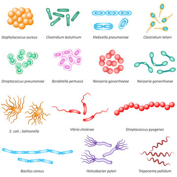 Common bacteria types