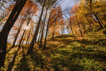 Obraz premium Autumn landscape