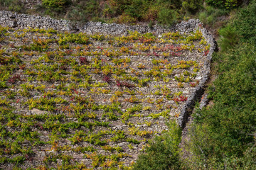 Viñedos de mencía en la Ribeira Sacra