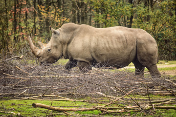 Food for the rhinos.