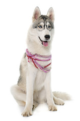 gray siberian husky and collar