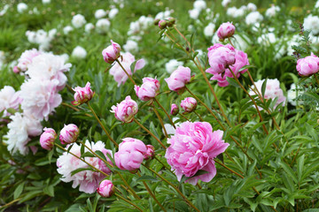Flowers Pink Peonies