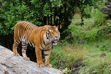 A tiger standing on the timber log.