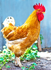 Red cock