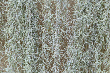 Spanish Moss or Tillandsia usneoides plant for background.