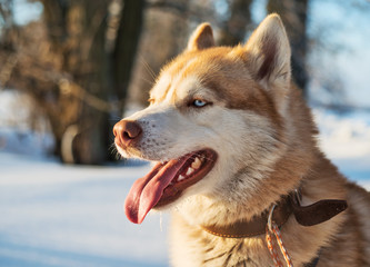 Siberian Husky. Siberian Husky is walking on winter field