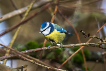 Blaumeise