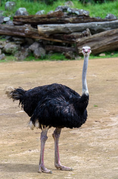 Ostrich smiling facing the camera.