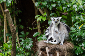 A ring tailed lemur in an embrace with its tail