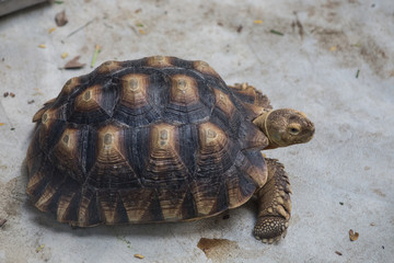 turtoise walking on the ground