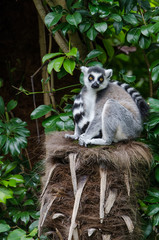 A ring tailed lemur in an embrace with its tail
