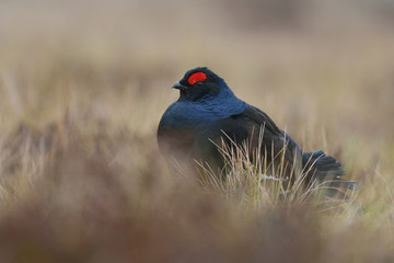 Black Grouse (Tetrao tetrix) at lek. Black Grouse portrait. Morning. Forest. Bog. Spring.