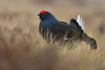 Lekking Black Grouse (Tetrao tetrix). Black Grouse at lek. Morning. Forest. Bog.