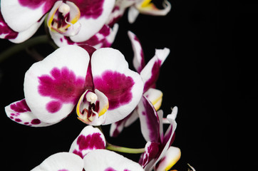 White orchid with purple center on black background